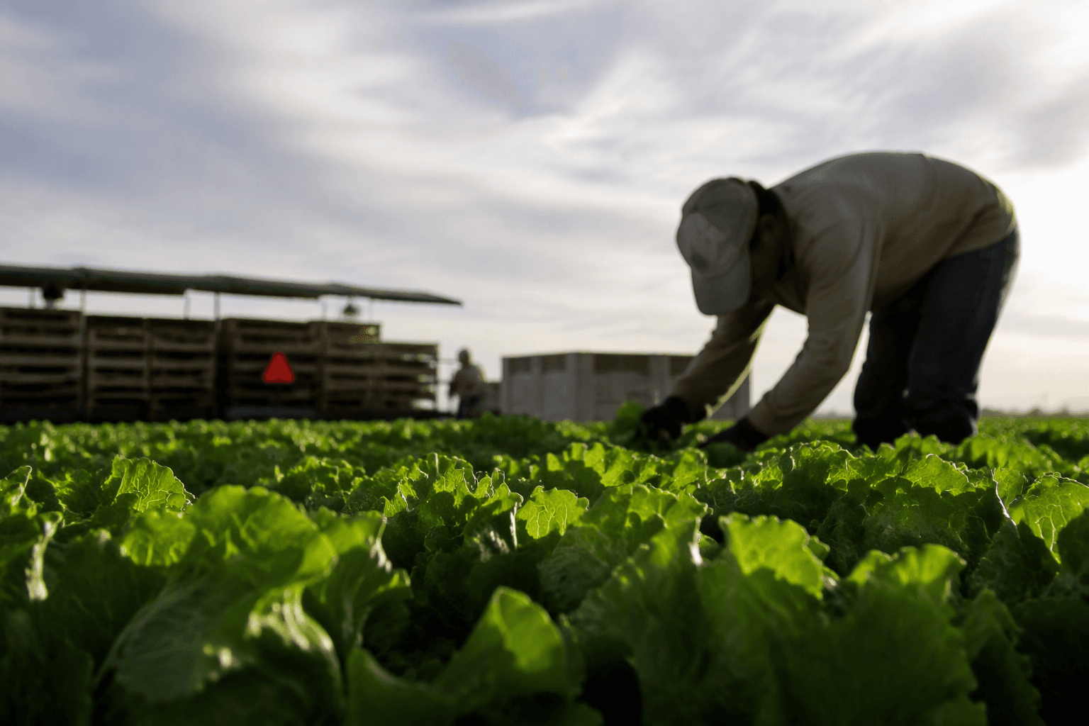 Michigan eases lettuce warning as cyclosporiasis cases level off