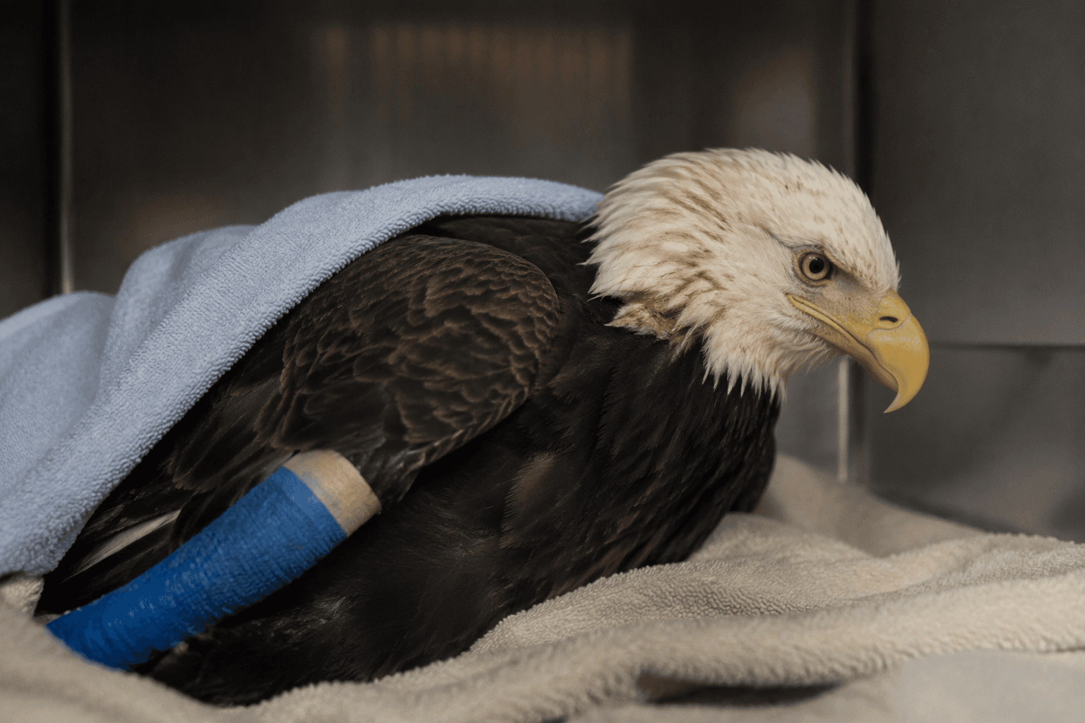 Beloved Big Bear bald eagle Jackie fights for life after attack