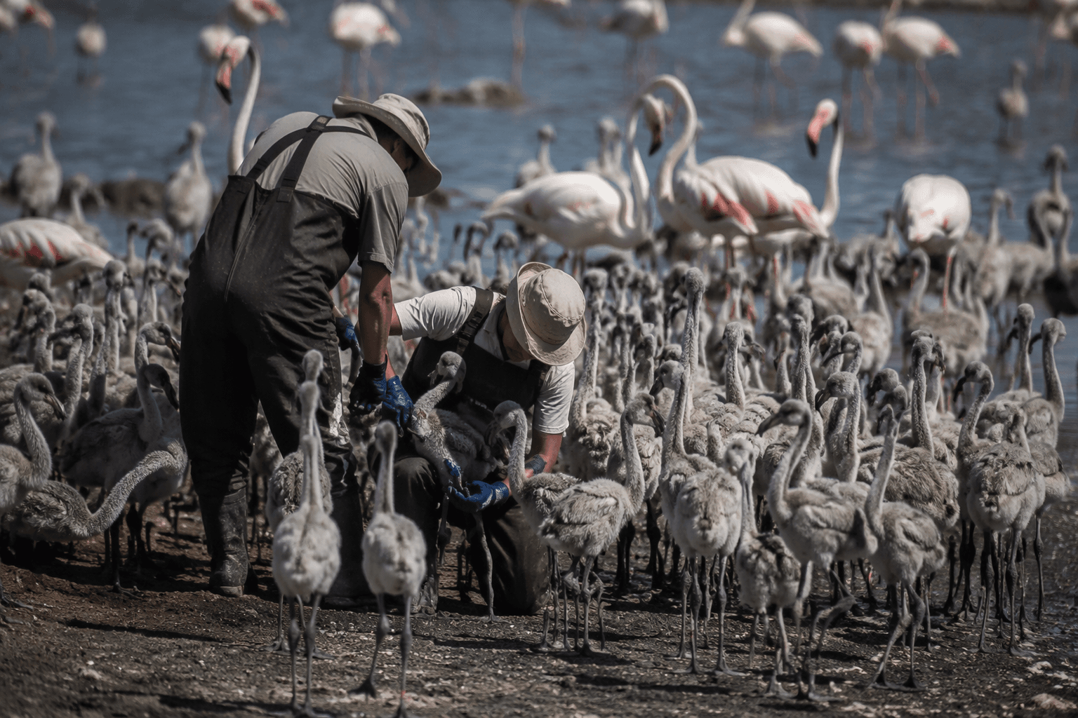 Spain conservationists tag 600 flamingo chicks to track survival