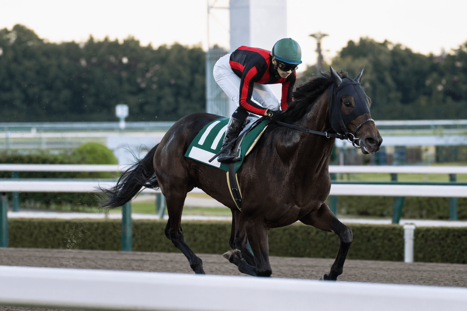 Realize Camion Brings American Pharoah Pedigree to Tokyo Return