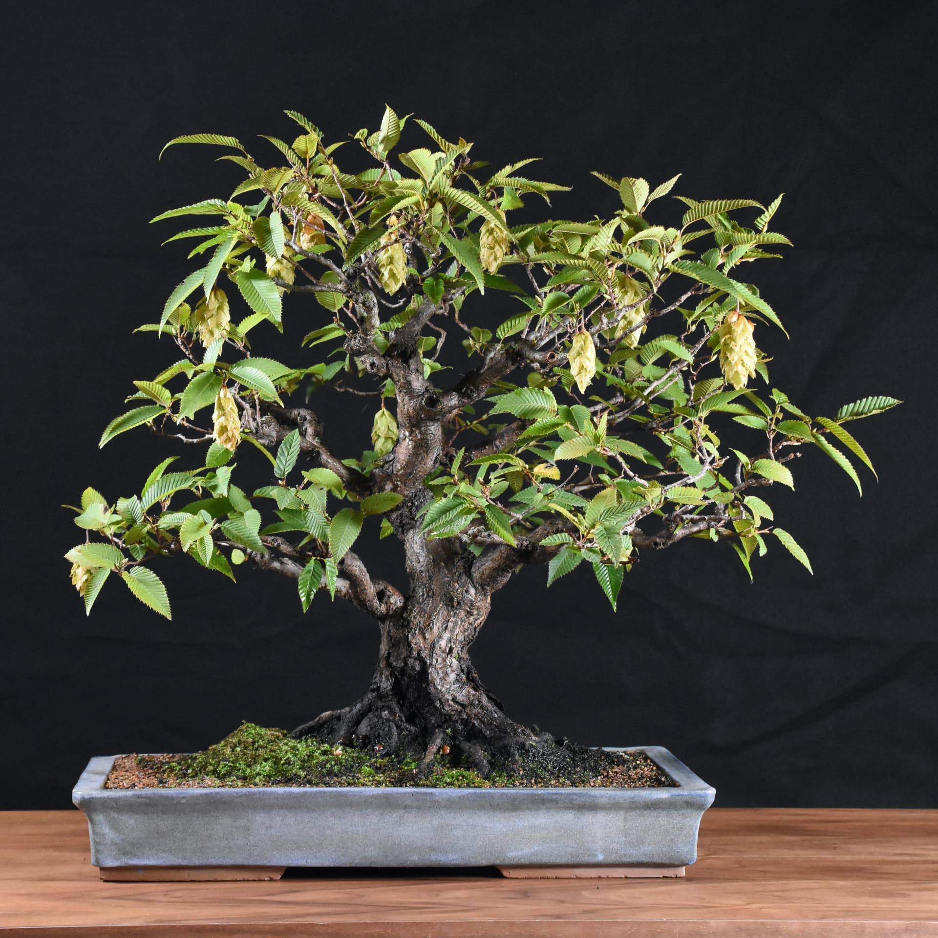 apanese Hornbeam bonsai tree. (photo credit = Don Loveland)