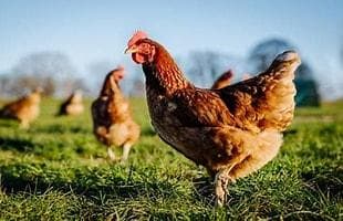 West Boylston considers 10-hen backyard chicken rule with rooster ban