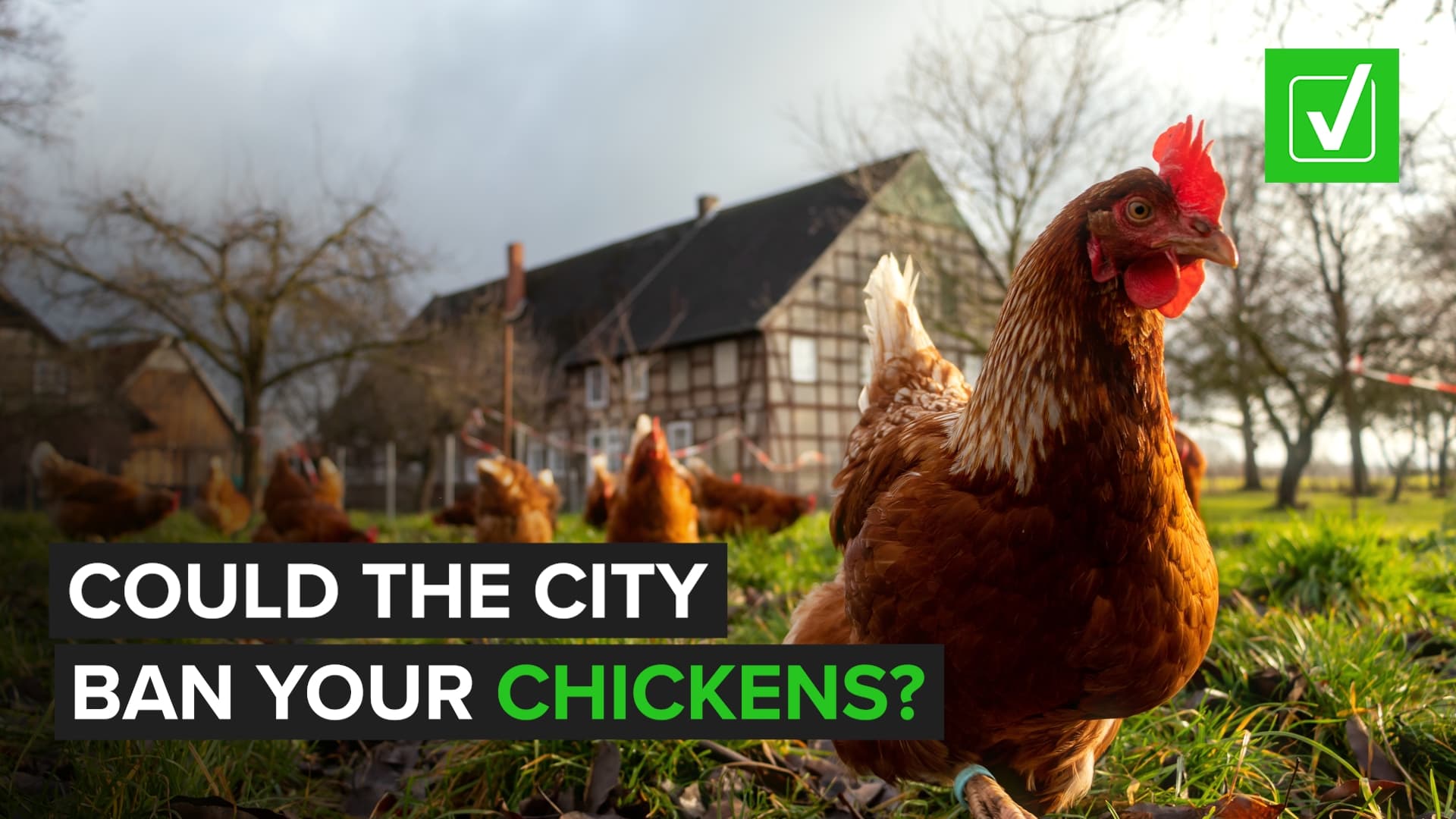 Decatur chicken rules face confusion over proposed townhome limits