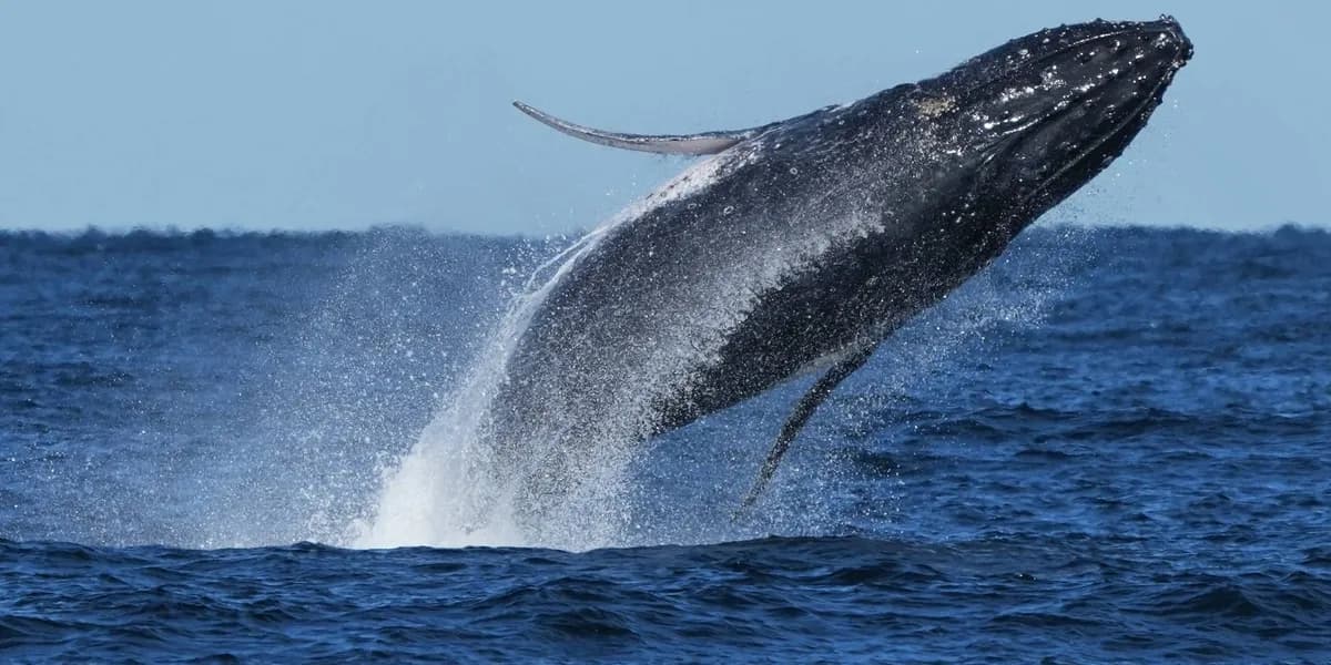 Whale supergroups signal recovery as new threats persist