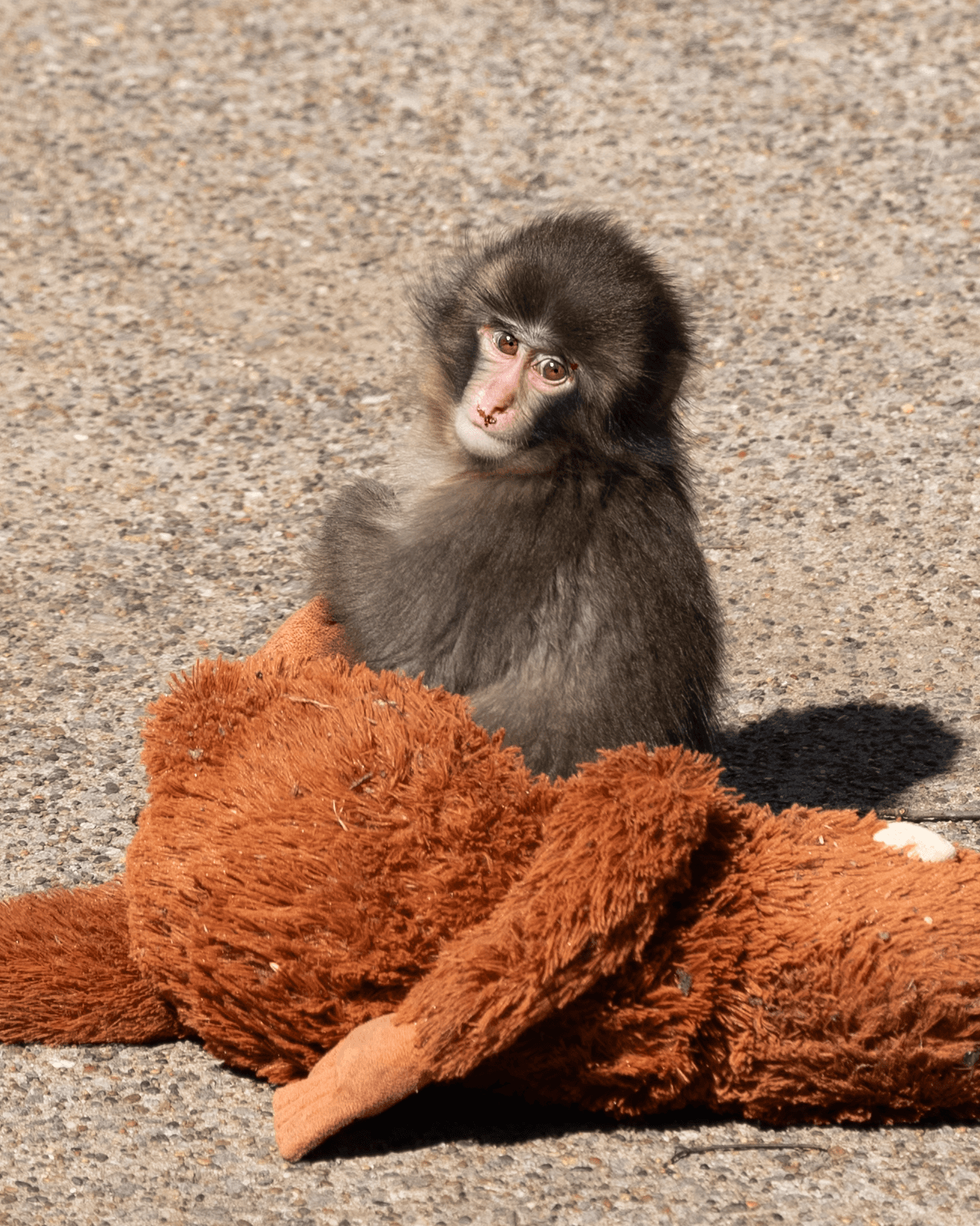 Viral monkey Punch celebrates first birthday with 2,500 fan cards
