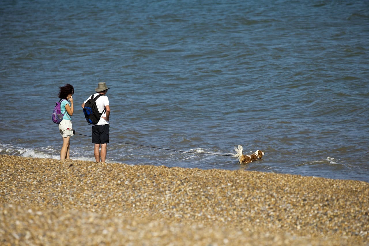 Suffolk SPCA to detail arrest in Mastic Beach dog sex case