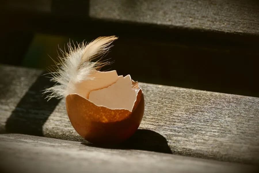 How to stop chickens from eating eggs before the habit spreads
