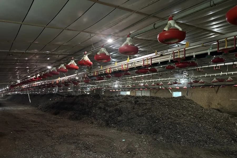 How to compost chicken manure safely for healthier garden soil