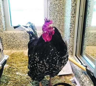 Westminster considers rule change to allow more backyard chickens
