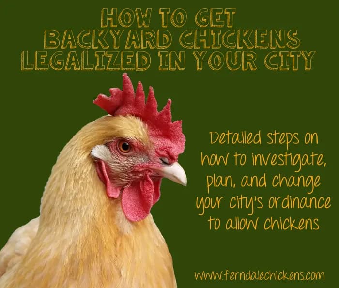 How to win legal backyard chickens in your city