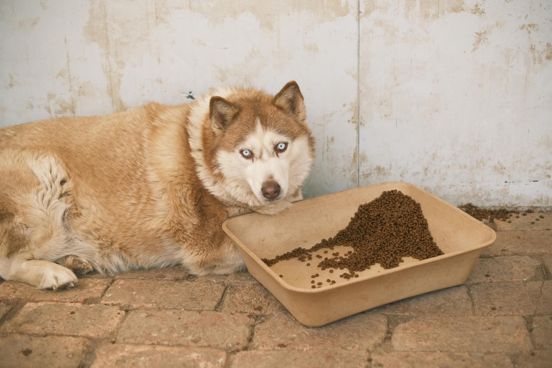 Brooksville husky reunited with owner after 12 years, 1,400-mile trip