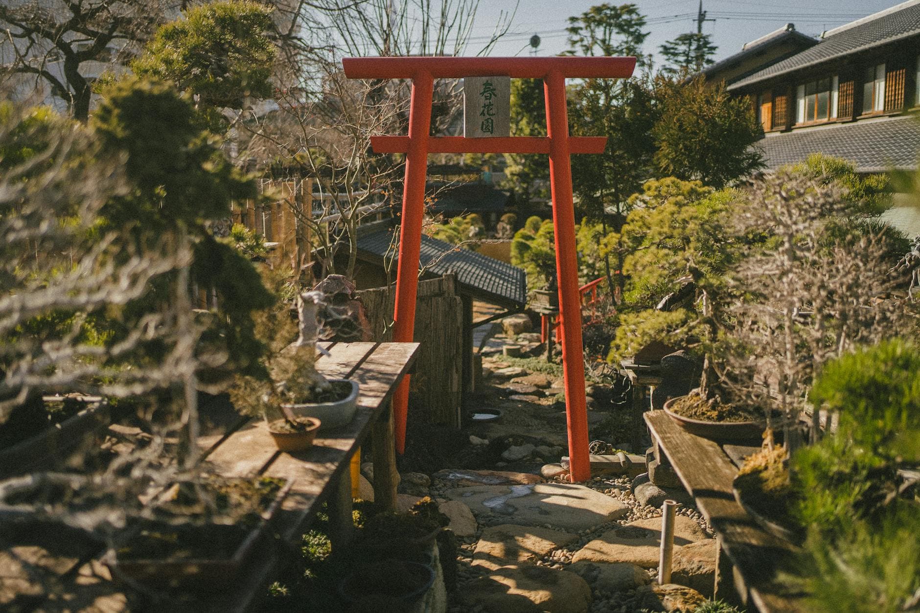 Torrance Bunka-Sai festival spotlights bonsai among Japanese arts and culture