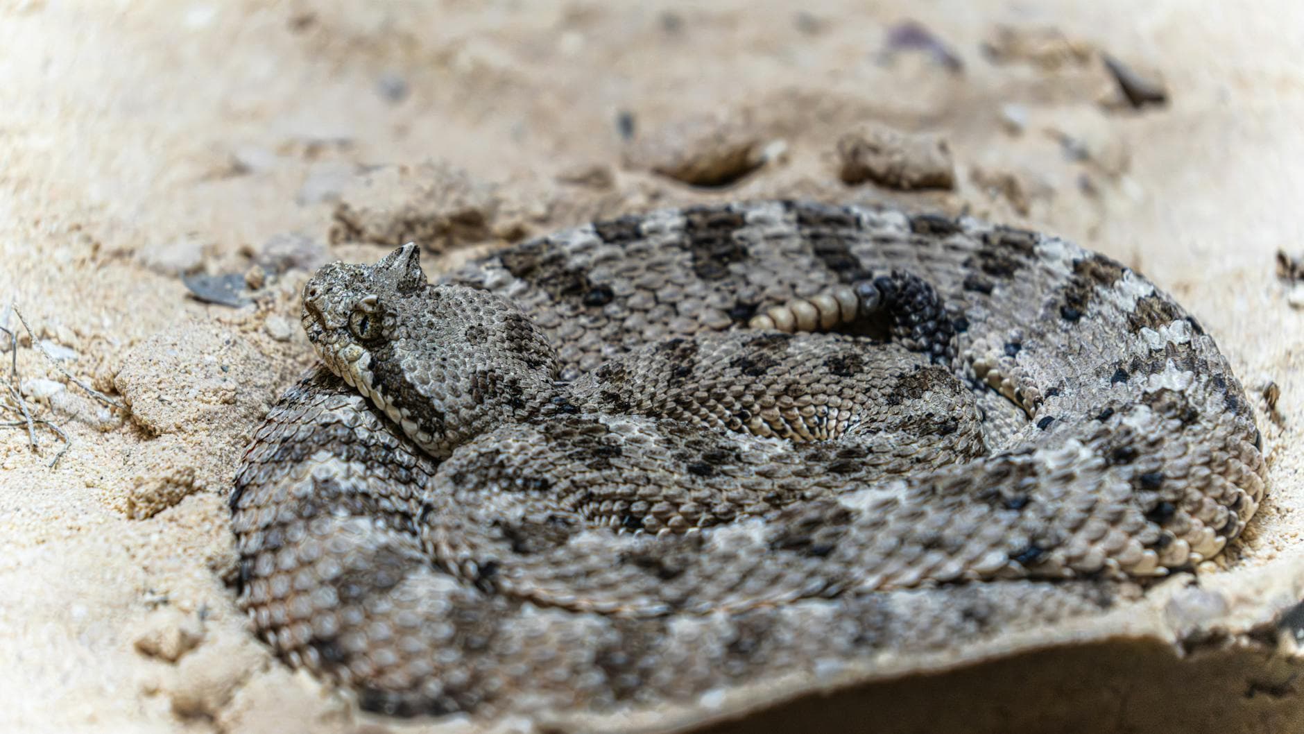 Deadly snake bites rise as warmer weather drives more encounters