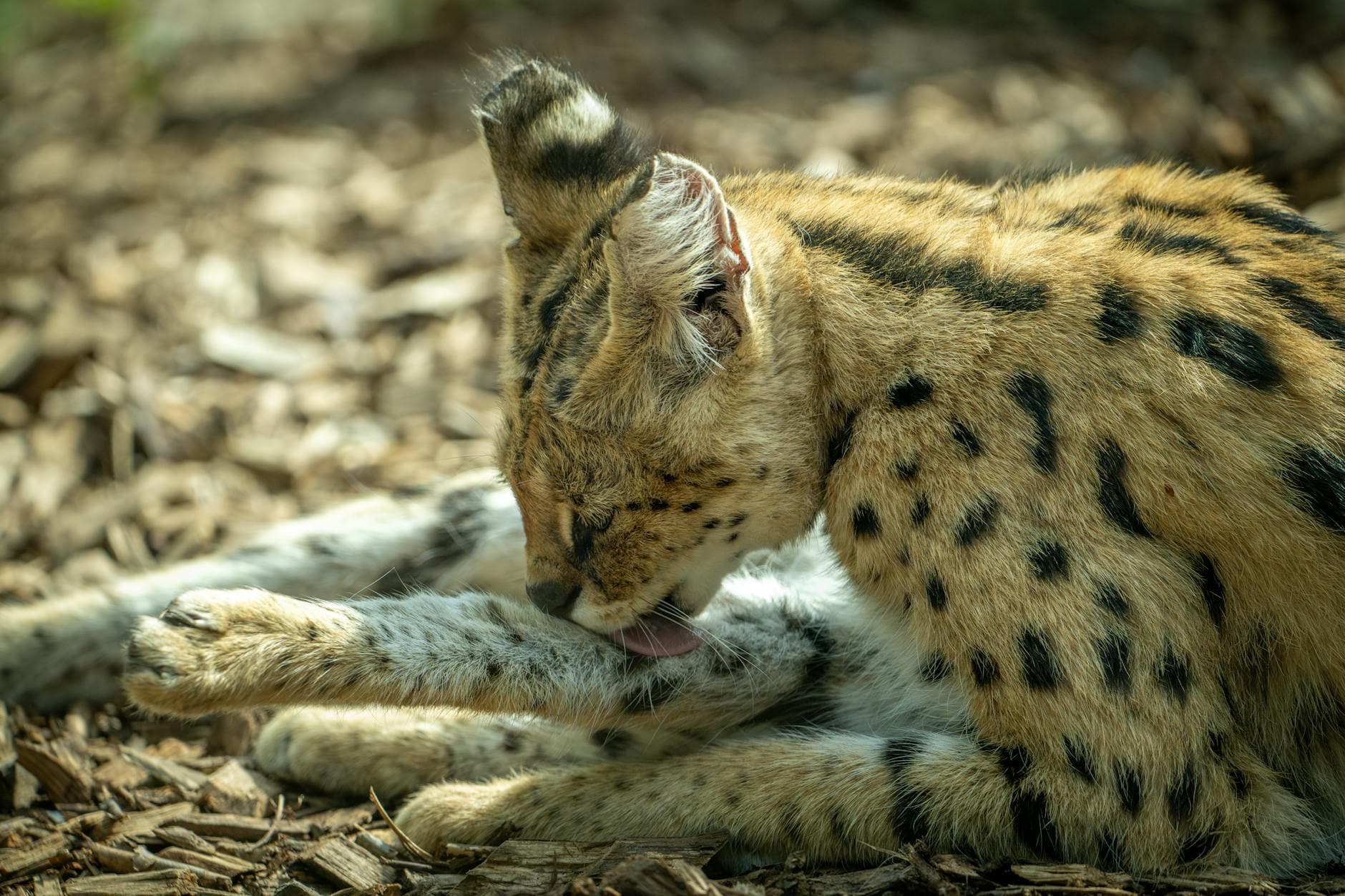 Greensboro Science Center welcomes two female serval kittens