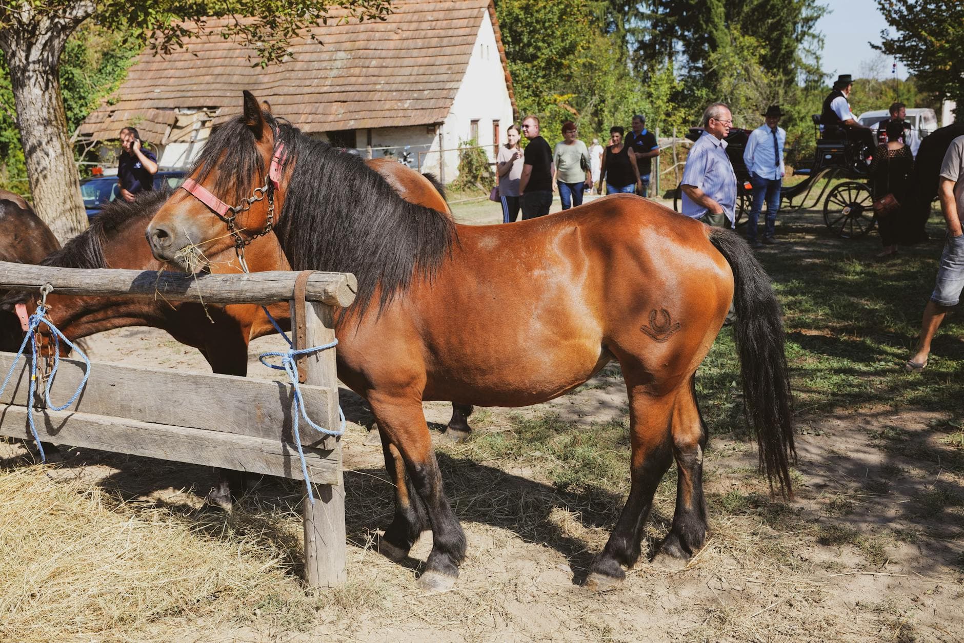 New Vocations to host 9th Annual Open Barn & BBQ in Lexington