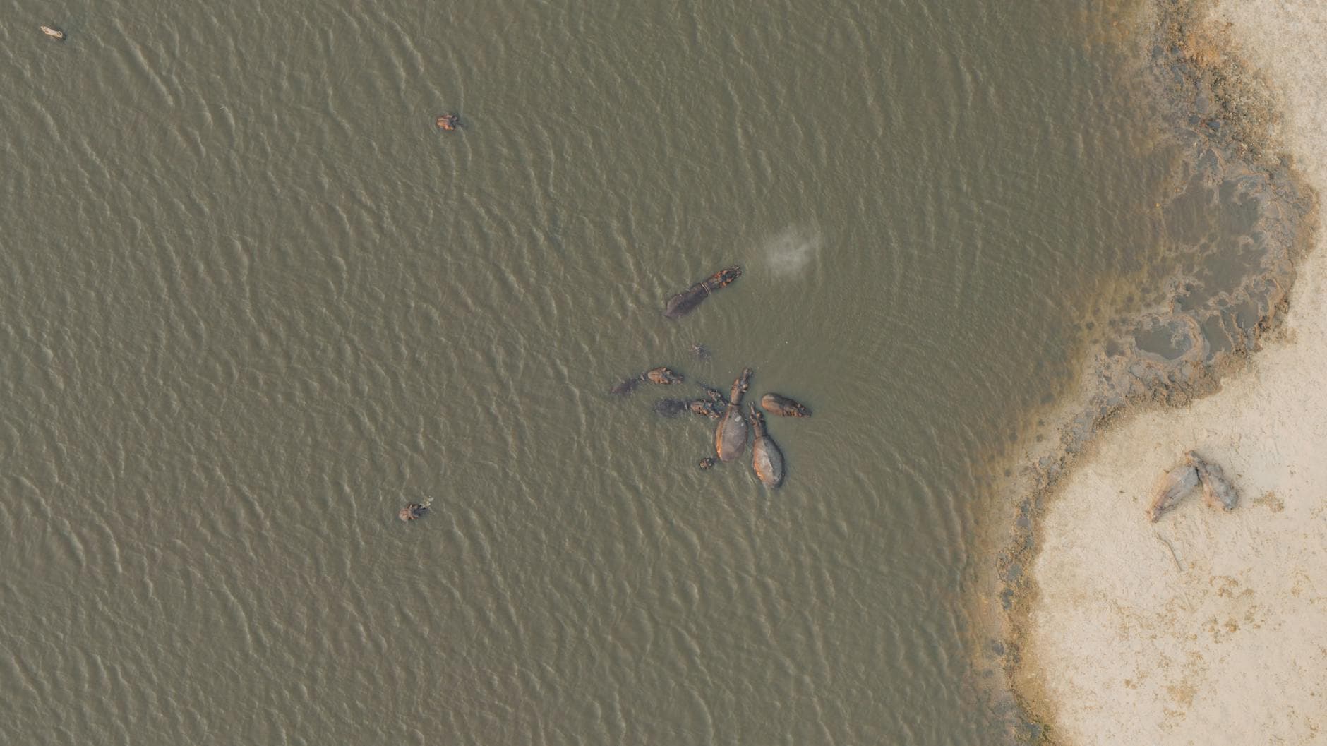 Ambani seeks Colombian halt to hippo cull, proposes relocation to India