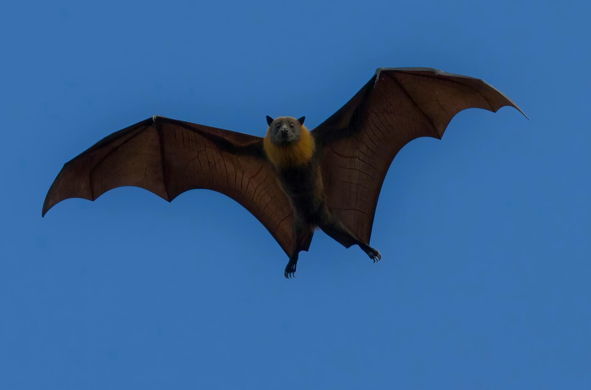 Public warned after rabid bat found in southern Utah, first in Utah this year