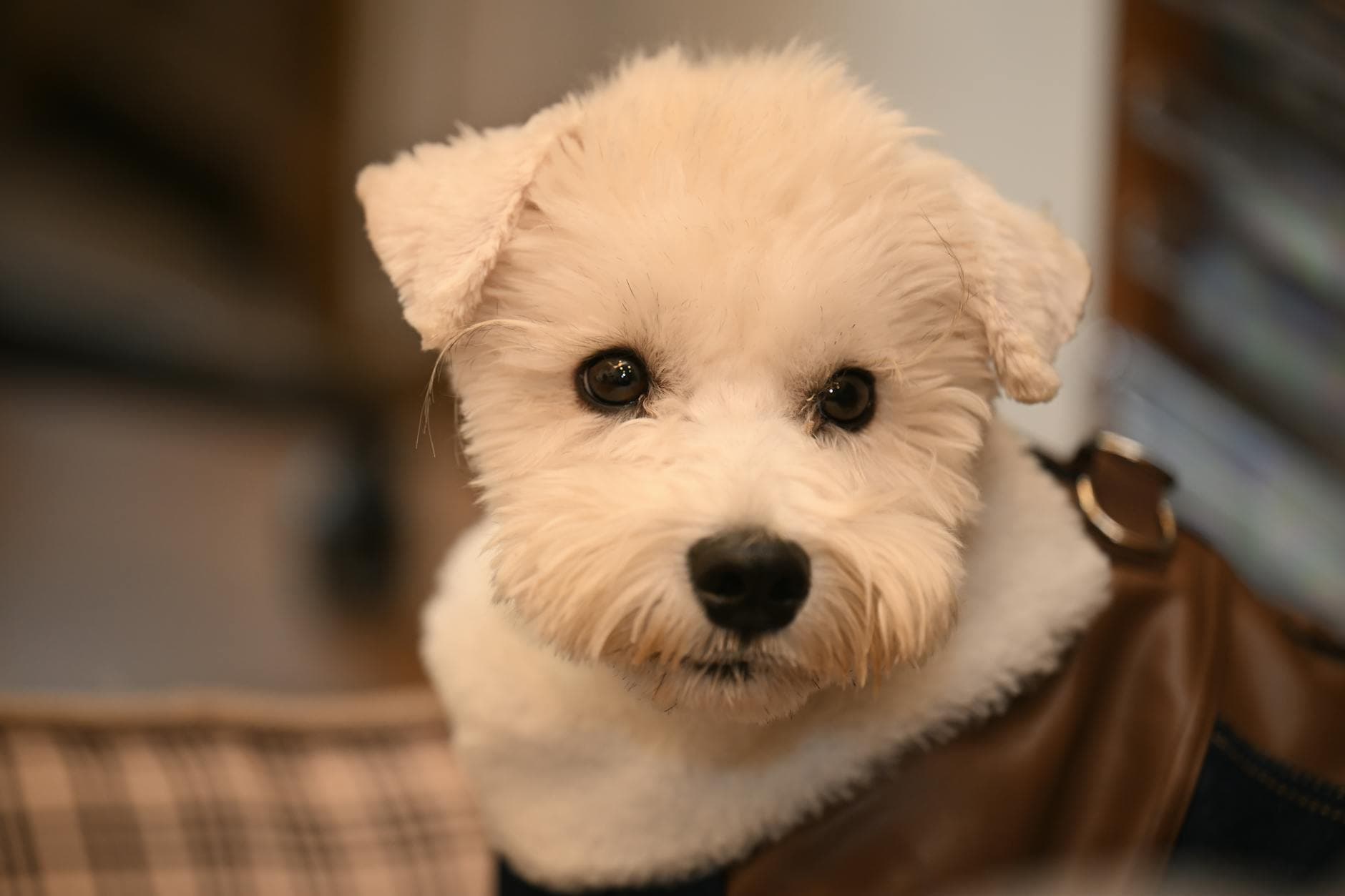 New York softens breeder bills, easing threat to home-based dog programs