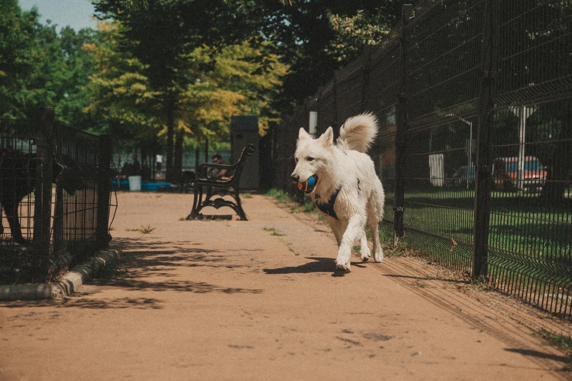 Carthage dog park drops fees, opens free to licensed pets only