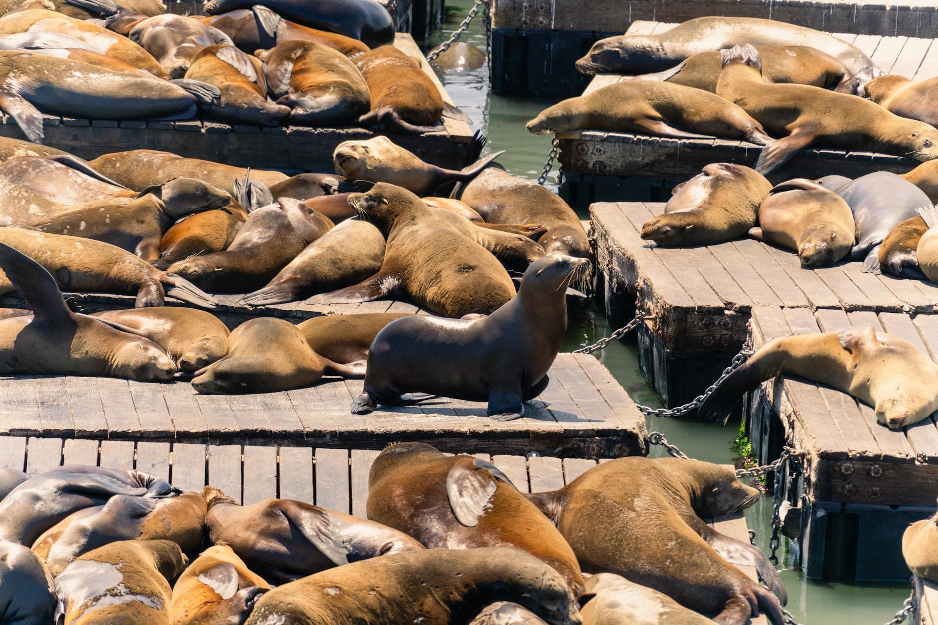 Huge Steller Sea Lion Chonkers Draws Crowds at Pier 39