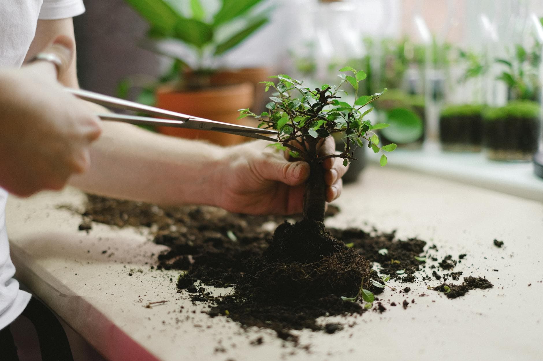 Redwood Empire Bonsai Society announces August show and hands-on workshop