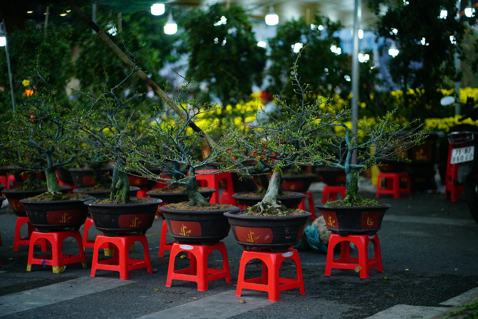 High Point Market to feature eighth Bonsai with Brownlee Currey session