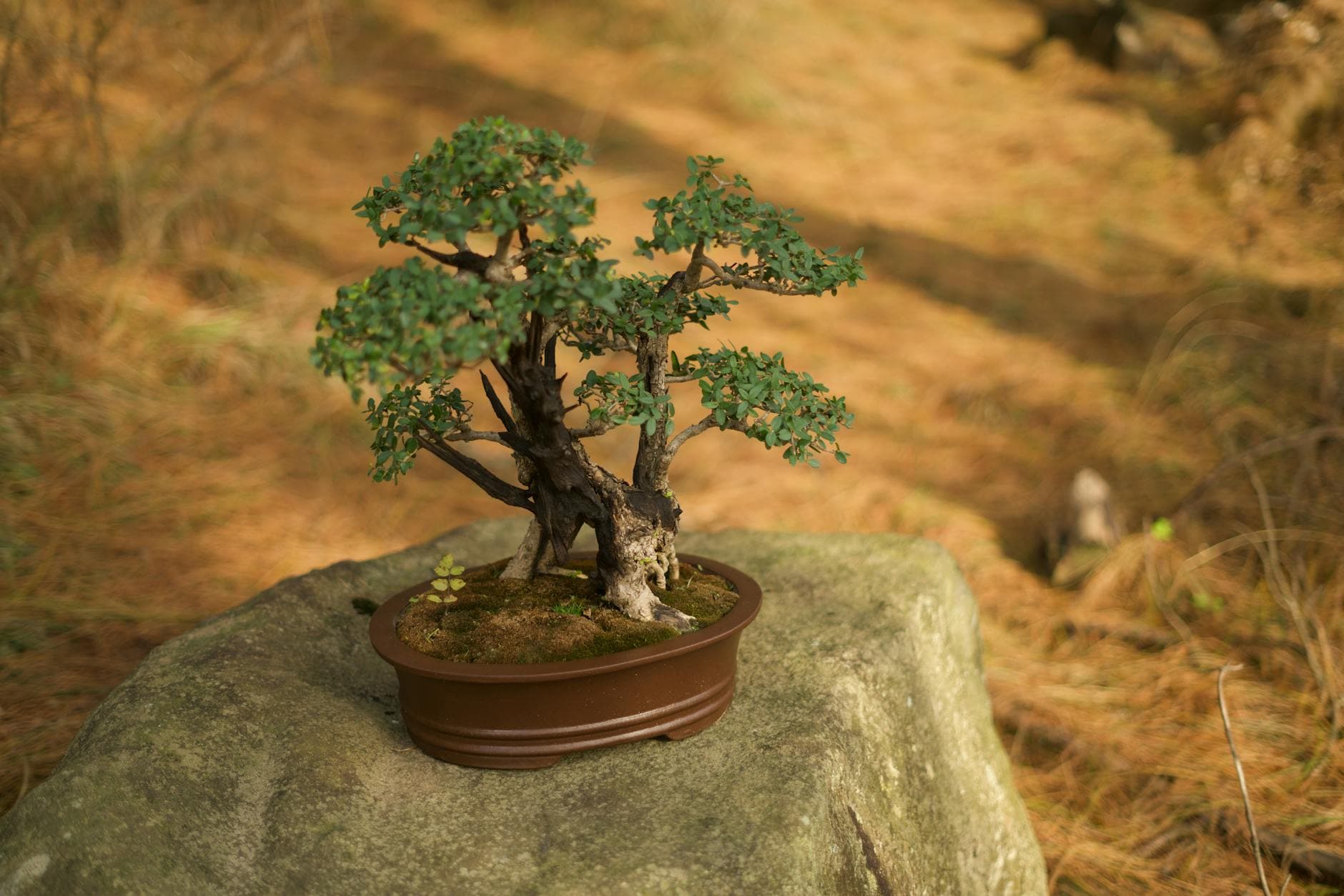 Como Conservatory Hosts Mother’s Day Bonsai Show in Historic Collection
