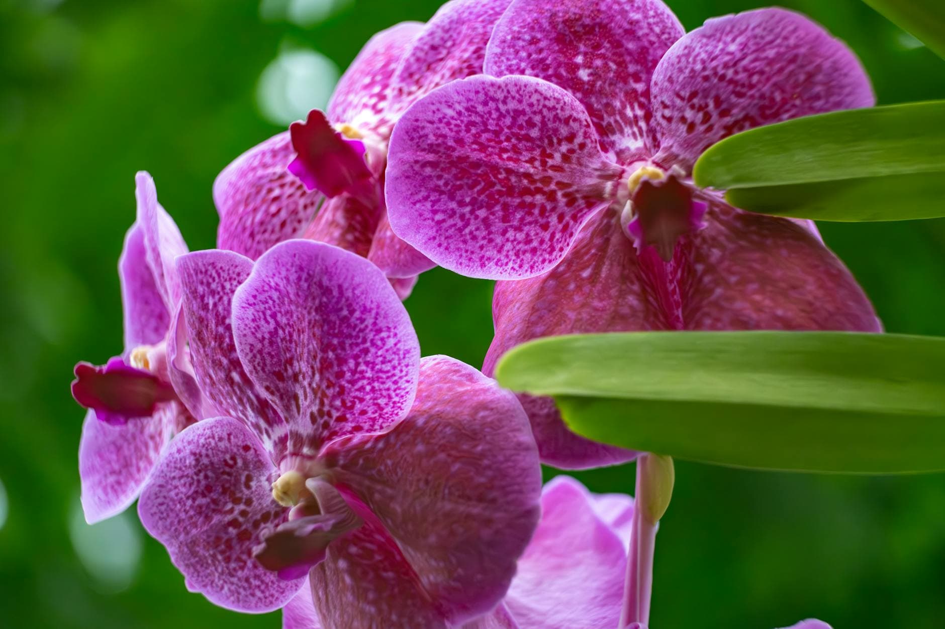 Kona Orchid Society hosts Mother’s Day show, plant sale, workshops