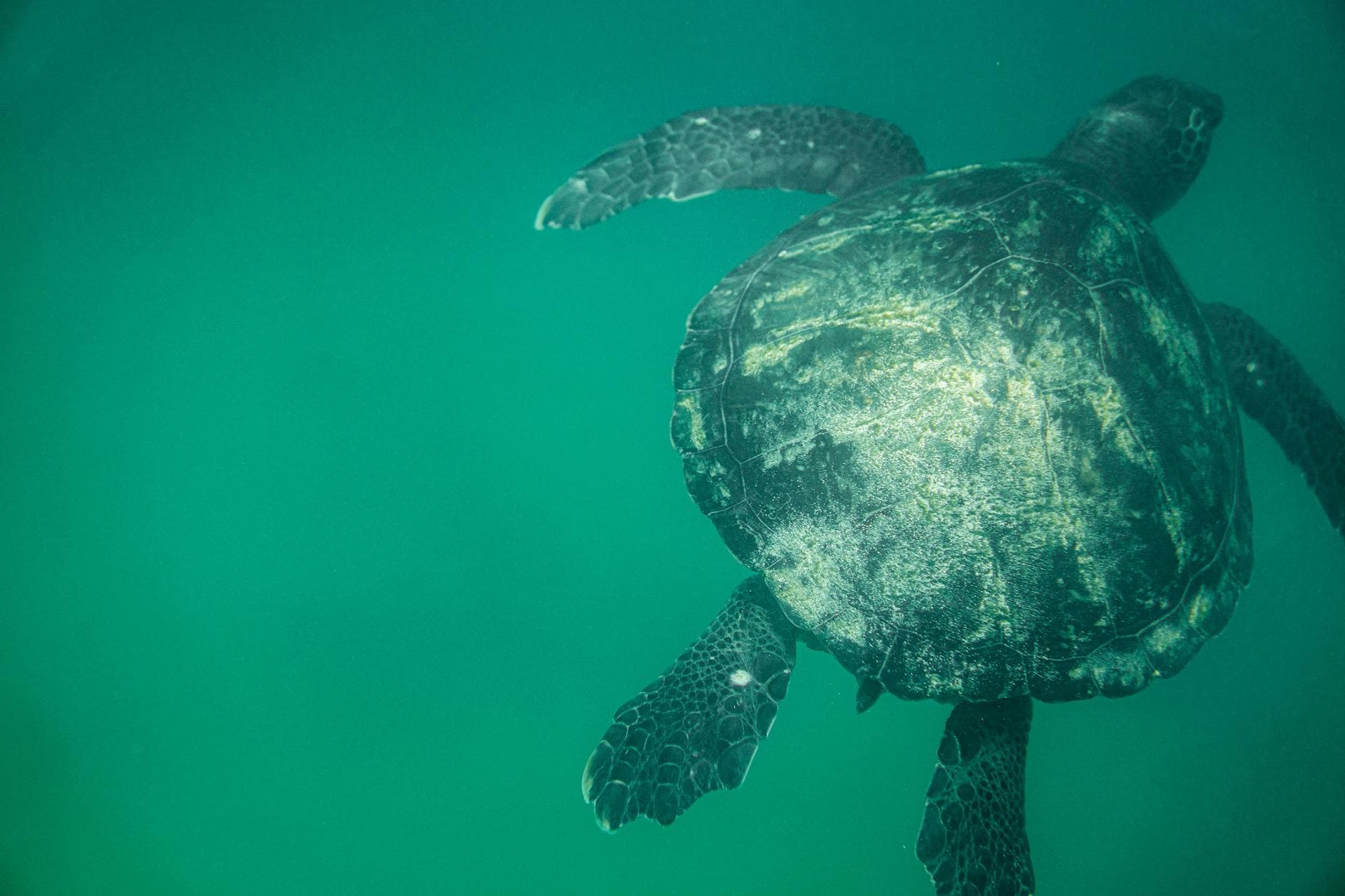 Lab-Captured Turtle Image Wins 2026 Environmental Photography Award