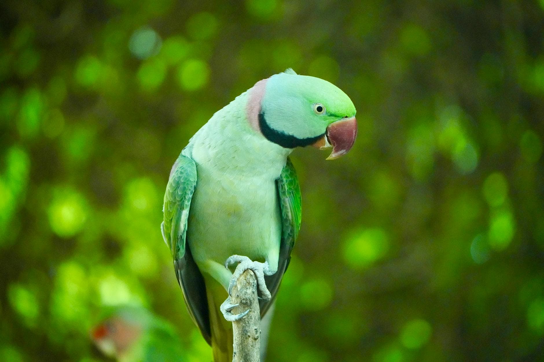 Parakeets with mohawks: how crests reveal genetics, not mood