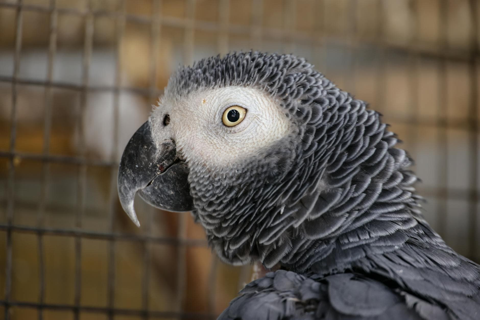 Phoenix Landing talk explores how parrot species are classified for extinction risk