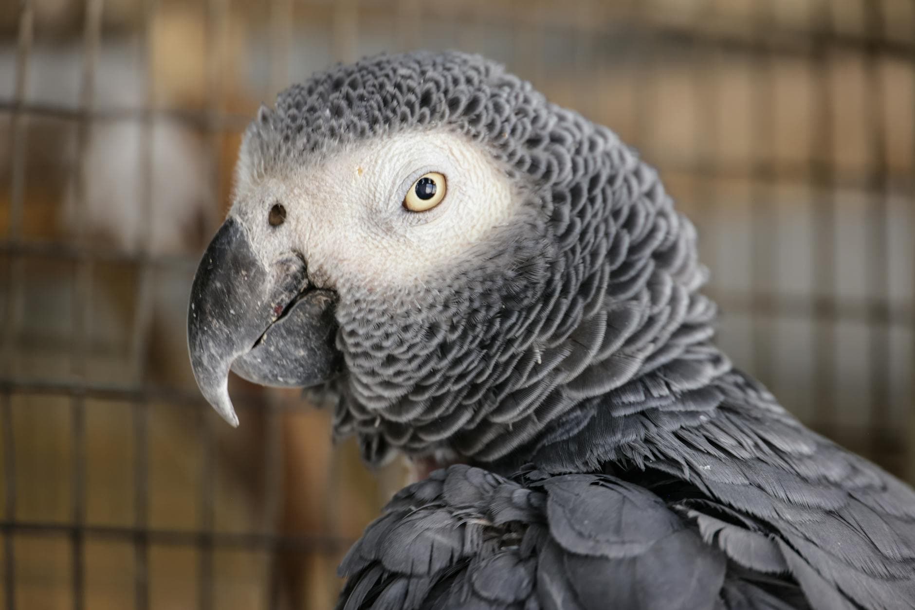 How to Tell Normal Parrot Molting from Feather Problems