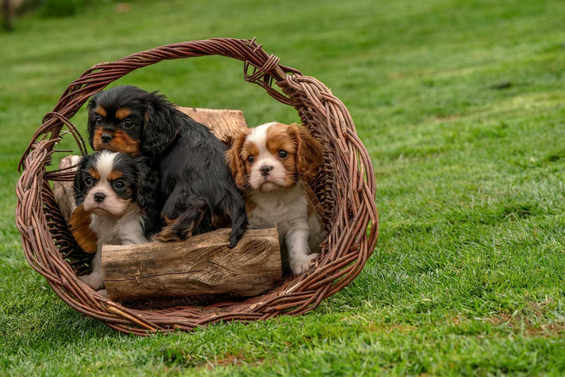 Orange County couple charged in illegal puppy mill raid, 20 dogs seized