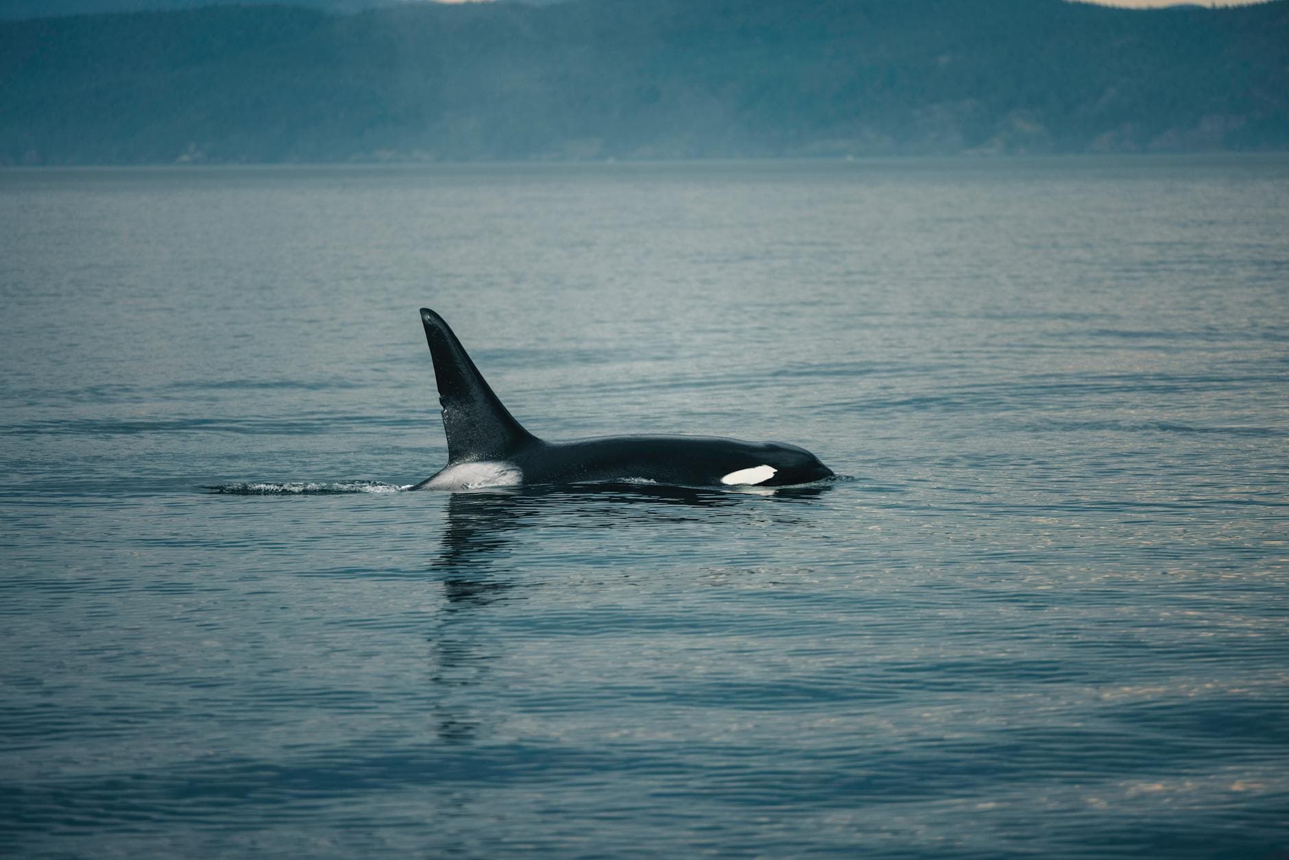New Zealand Warns Against Swimming With Orcas as Norway Tourism Grows