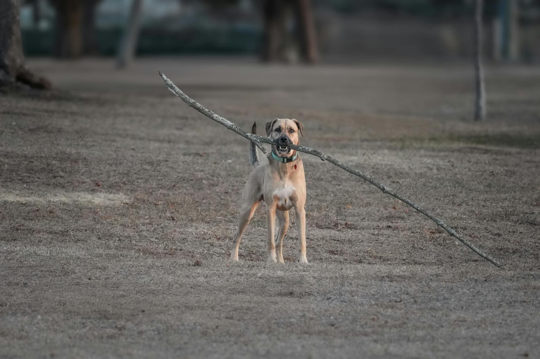 Grand National trainer jailed for vicious hockey stick attack on dog walker