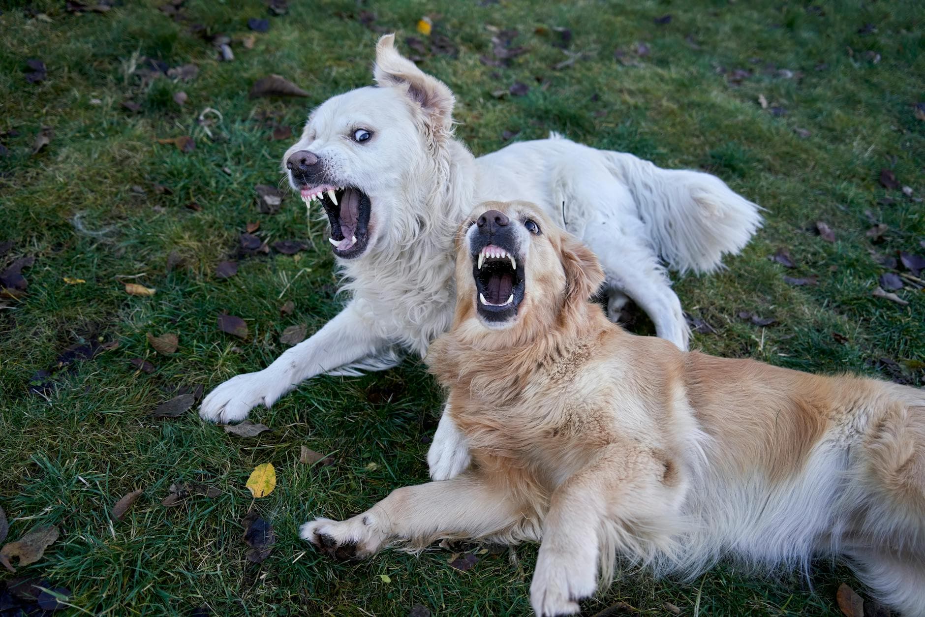 Tacoma dog trainer charged after allegedly forcing dogs to fight inside facility