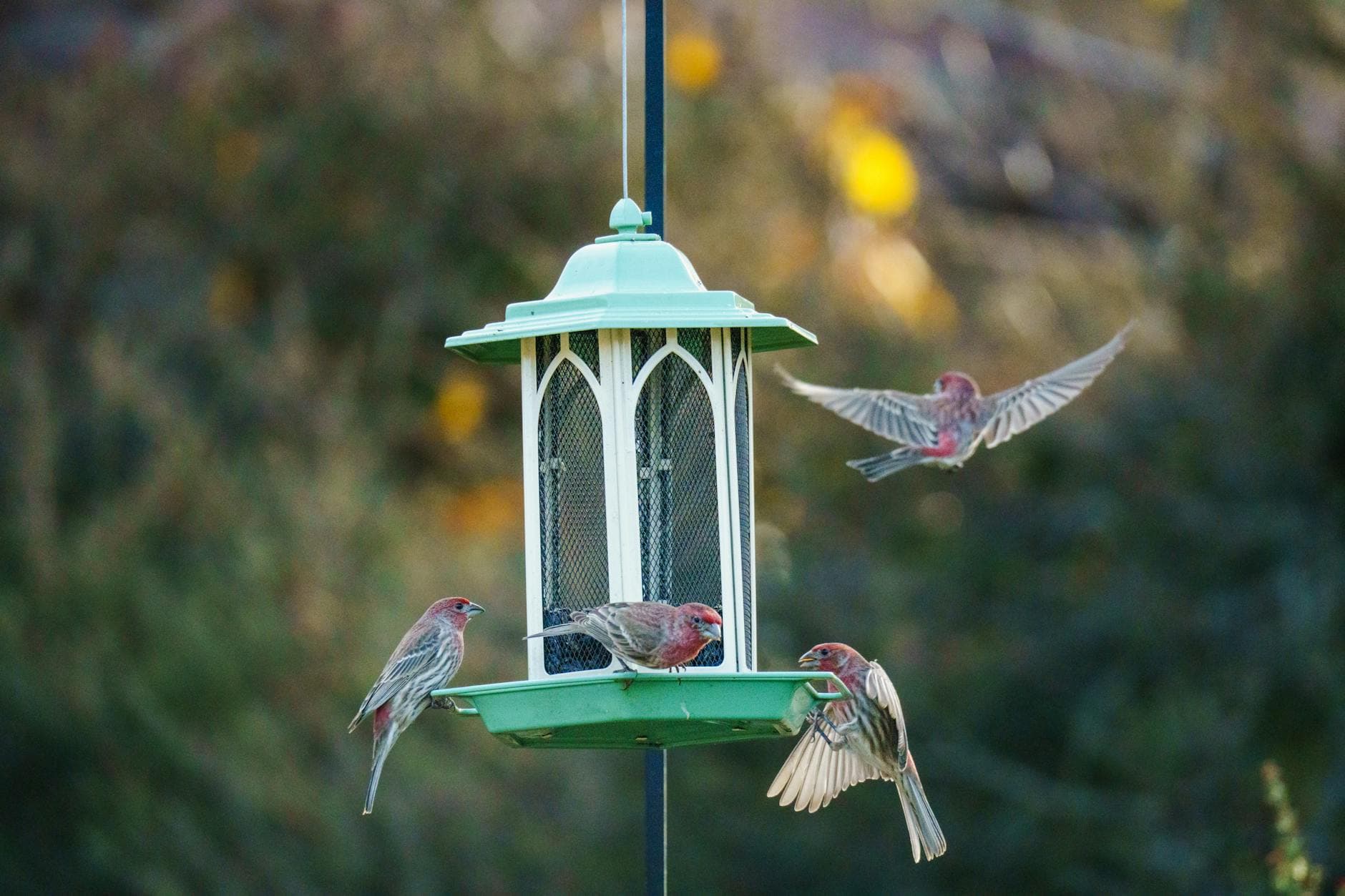 Clean Feeders, Halt Salmonella Spread Among Songbirds and Siskins