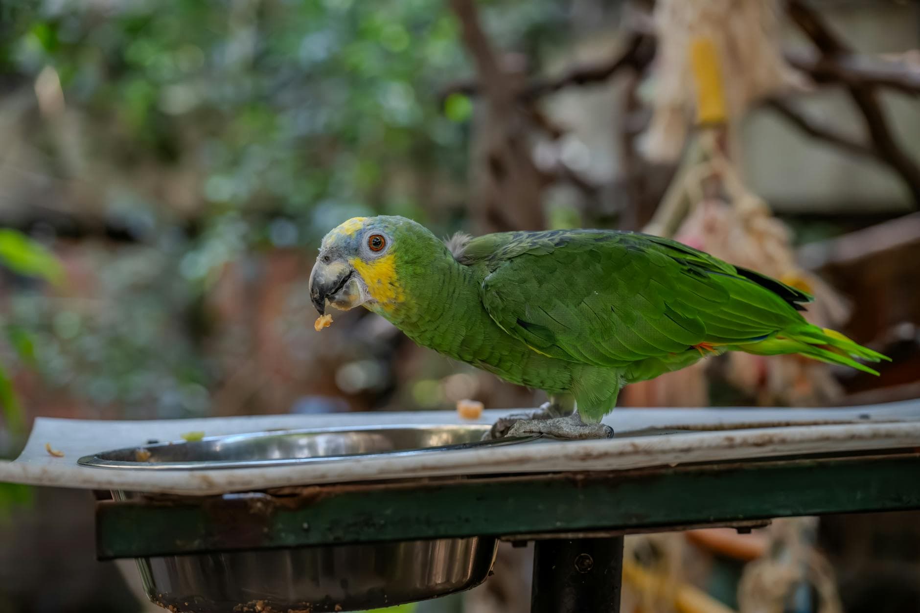 How Hormones, Stress, and Nutrition Shape Parrot Behavior