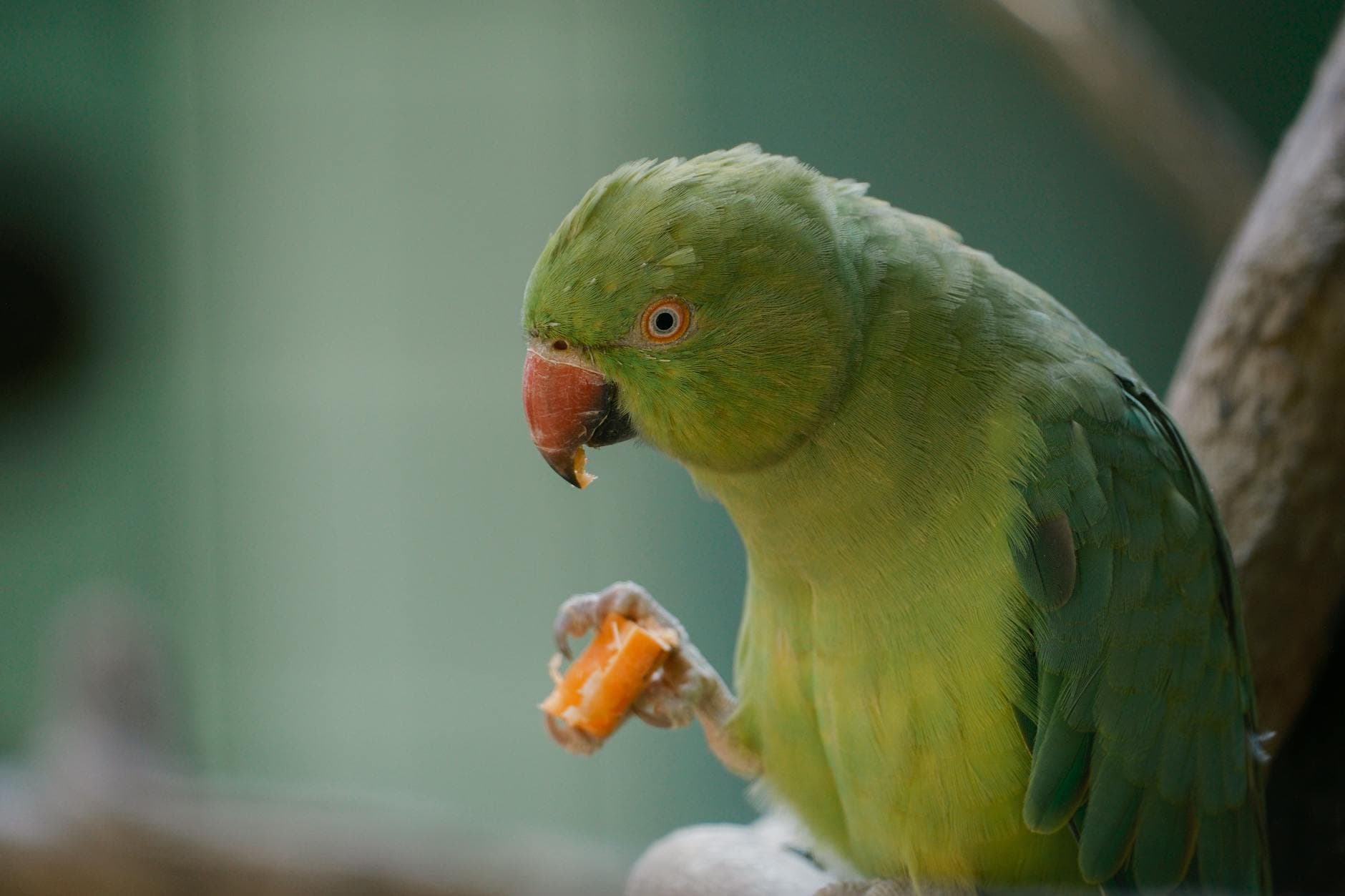 Safe Parrot Fruits Guide Balanced Nutrition, Serving Tips, and Risks