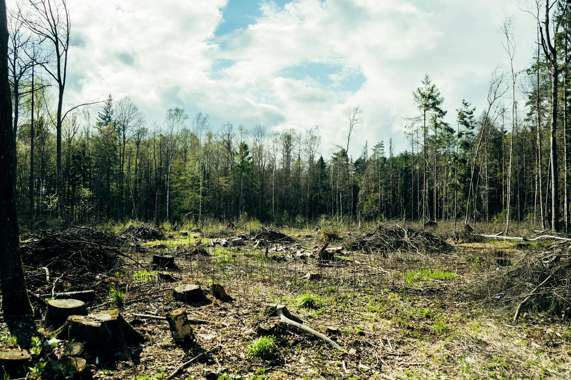 Redway homeowner cuts down protected old-growth redwoods, sparks county enforcement questions
