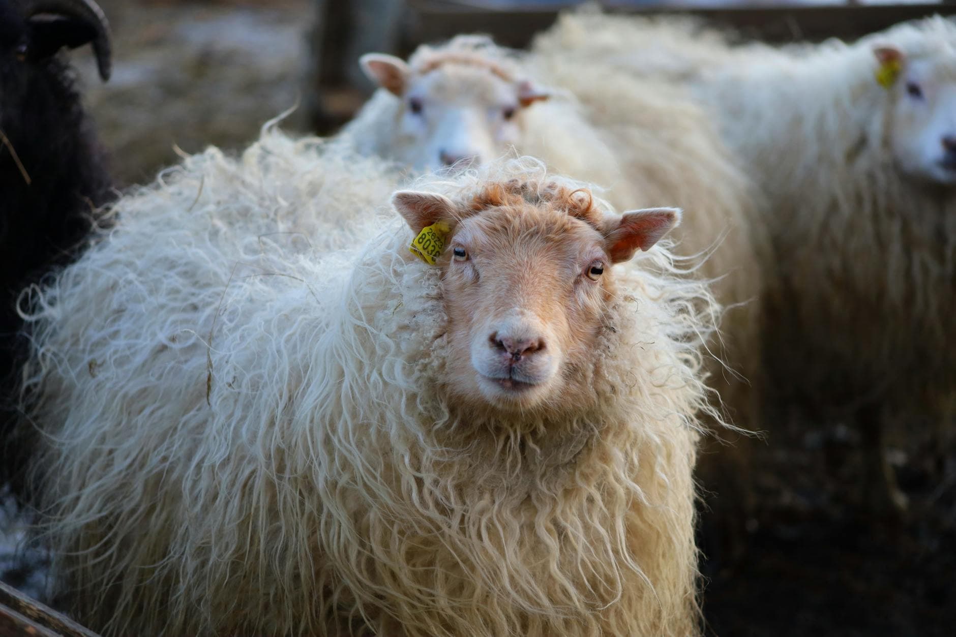 PETA footage raises fresh animal-welfare doubts over H&M wool supply chain