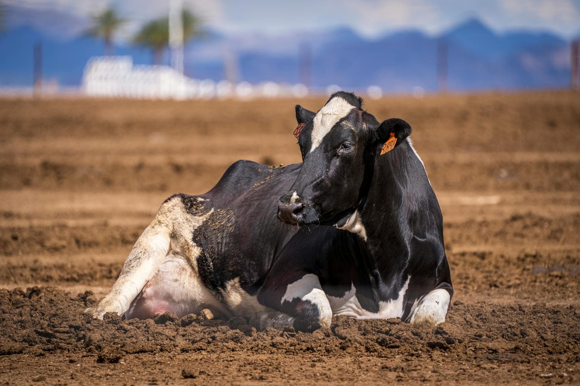 Extreme Heat Threatens Animal Protein Supply, Quality and Margins