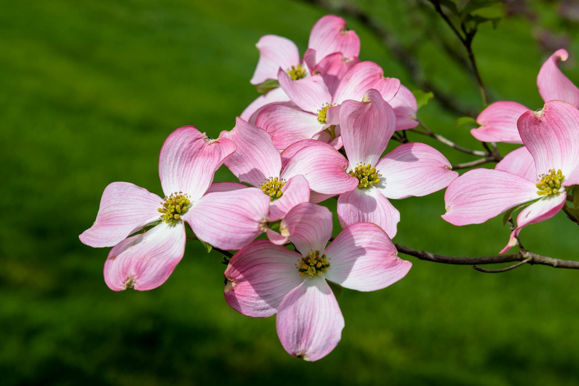 Denmark Dogwood Festival brings Bamberg County together for Easter weekend celebration