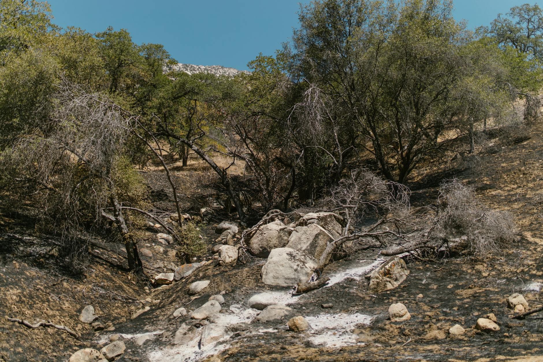 California seeks record penalties from State Farm over wildfire claims handling
