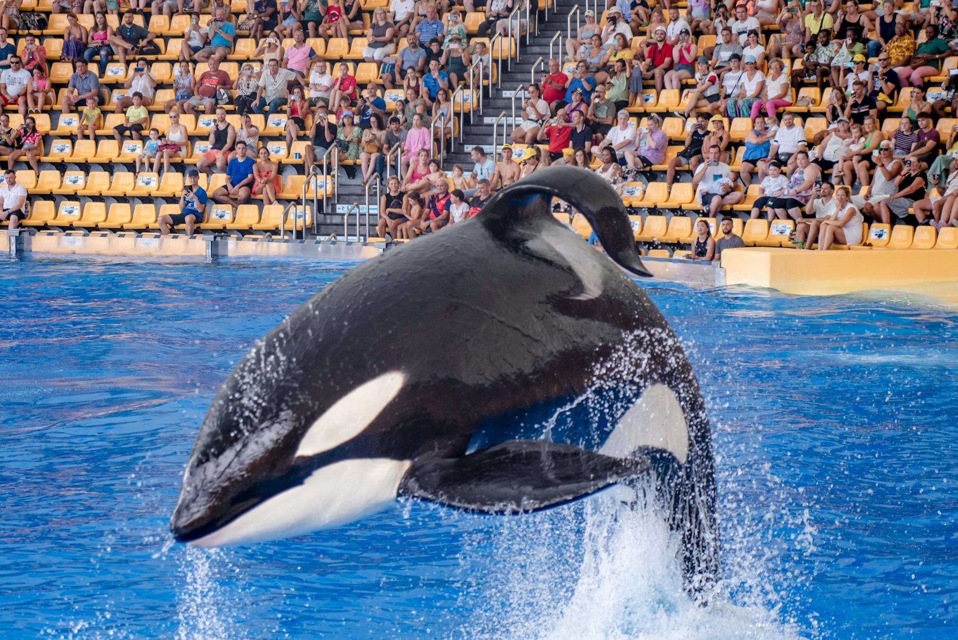 France weighs sanctuary for last captive orcas after marine park closure