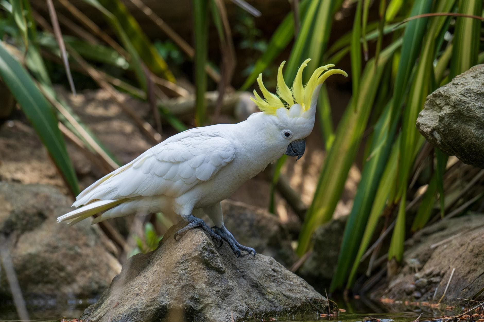 Small Cockatoo Care Guide Helps Buyers Choose the Right Bird