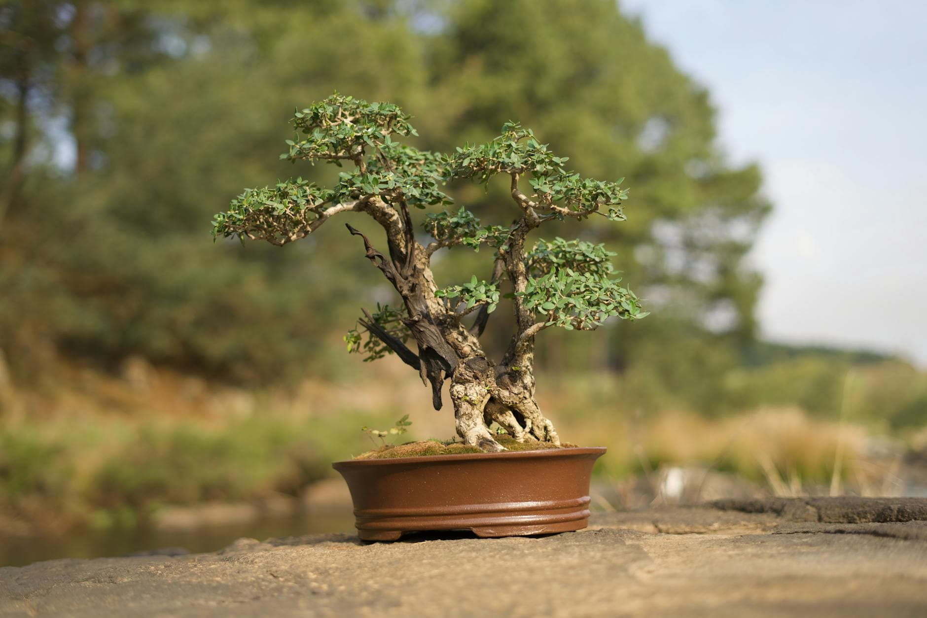 Miami Beach Botanical Garden launches first World Bonsai Day celebration