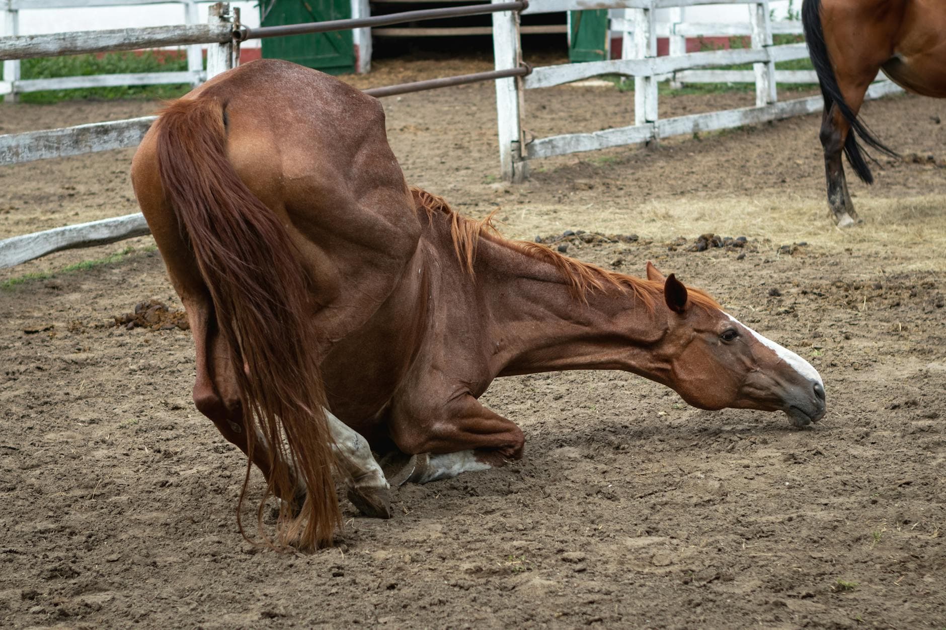 Otter Tail County deputy helps Amish man save collapsed horse