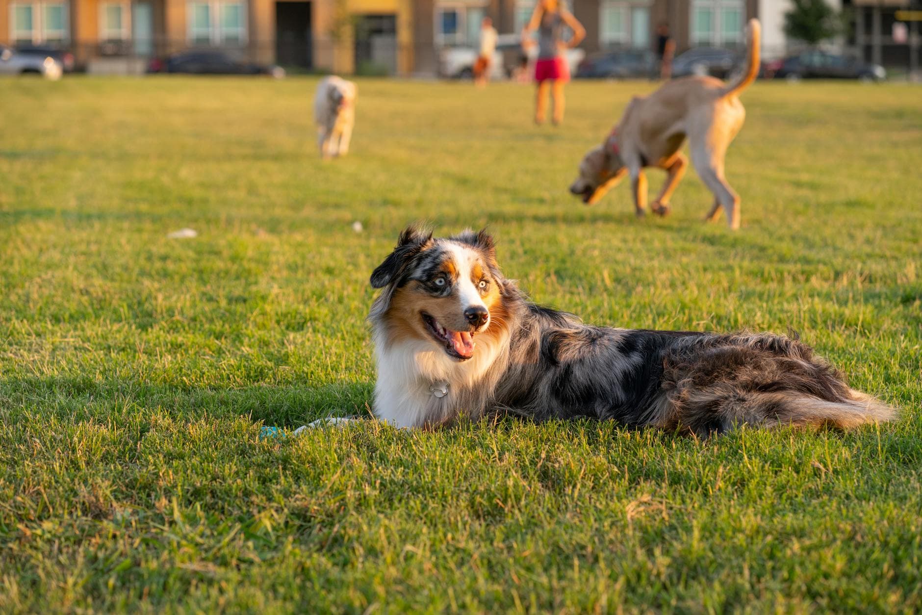 Cedar Hill breaks ground on first Legacy Dog Park with community backing