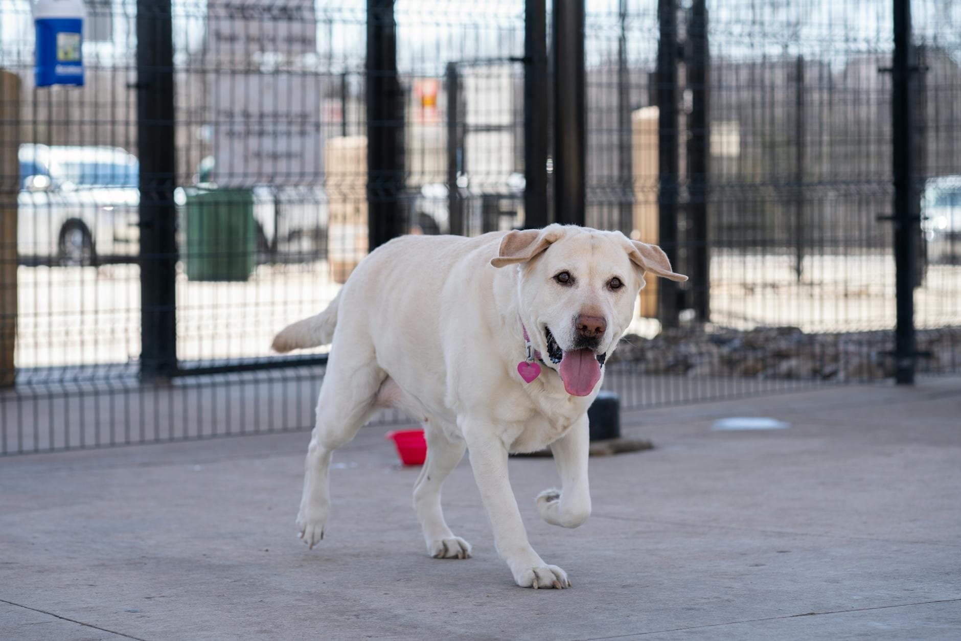 Beau’s Dog Park opens in Duncansville, honoring a beloved dog and community